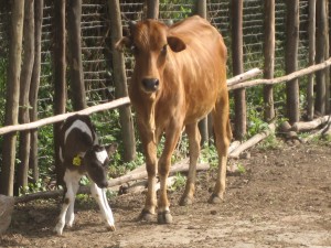 Calf Born by Embryo Transfer at ATARC